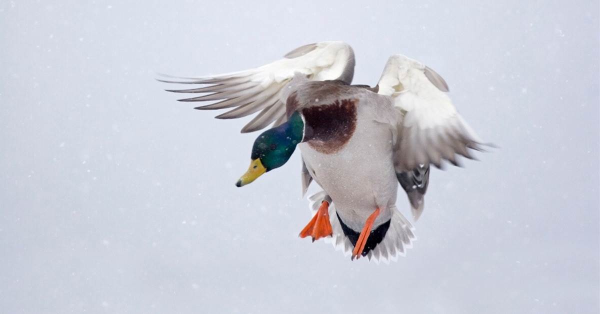 Banded duck new arrivals hunting jacket